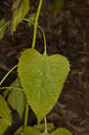 White snakeroot